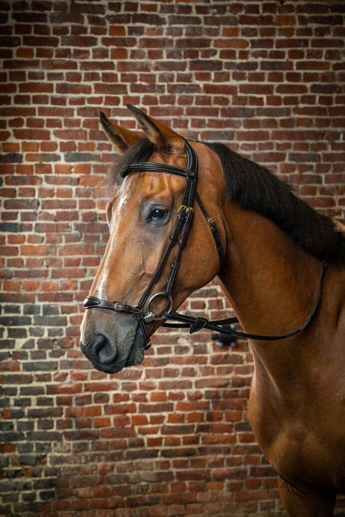 Dyon kamanos Adjustable Drop Noseband D Collection