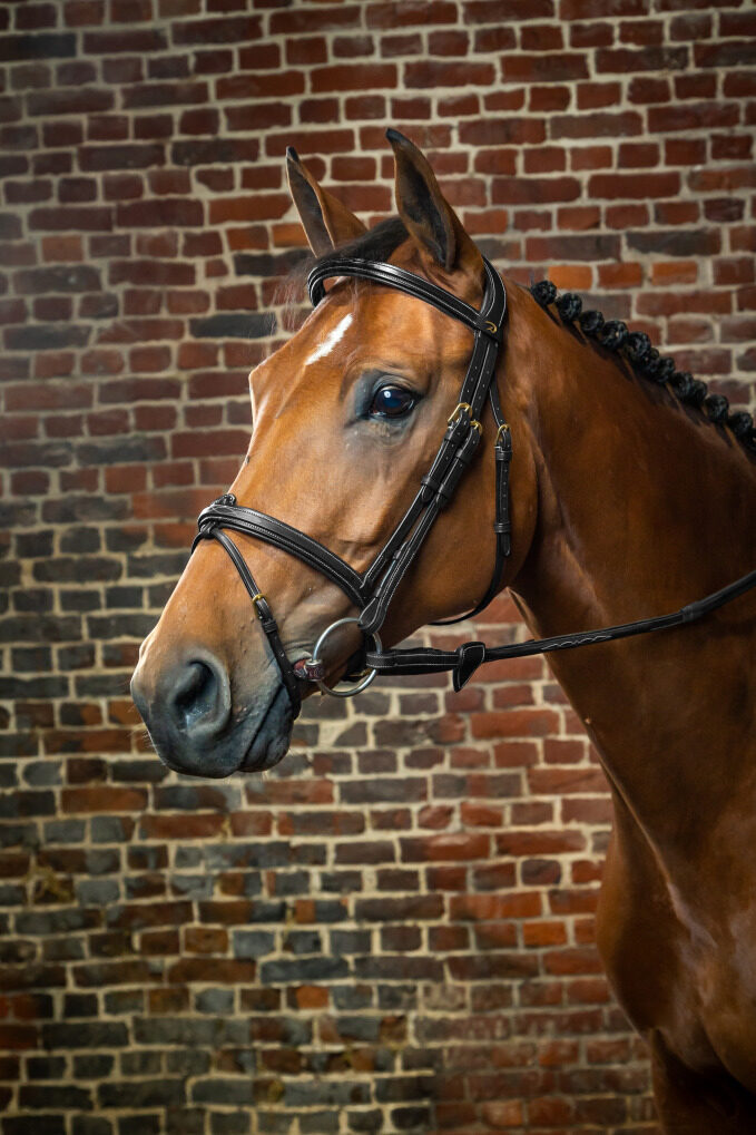 Dyon kamanos Flash Noseband D Collection - Image 11