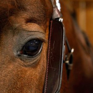 Dyon Blinkers - Image 4