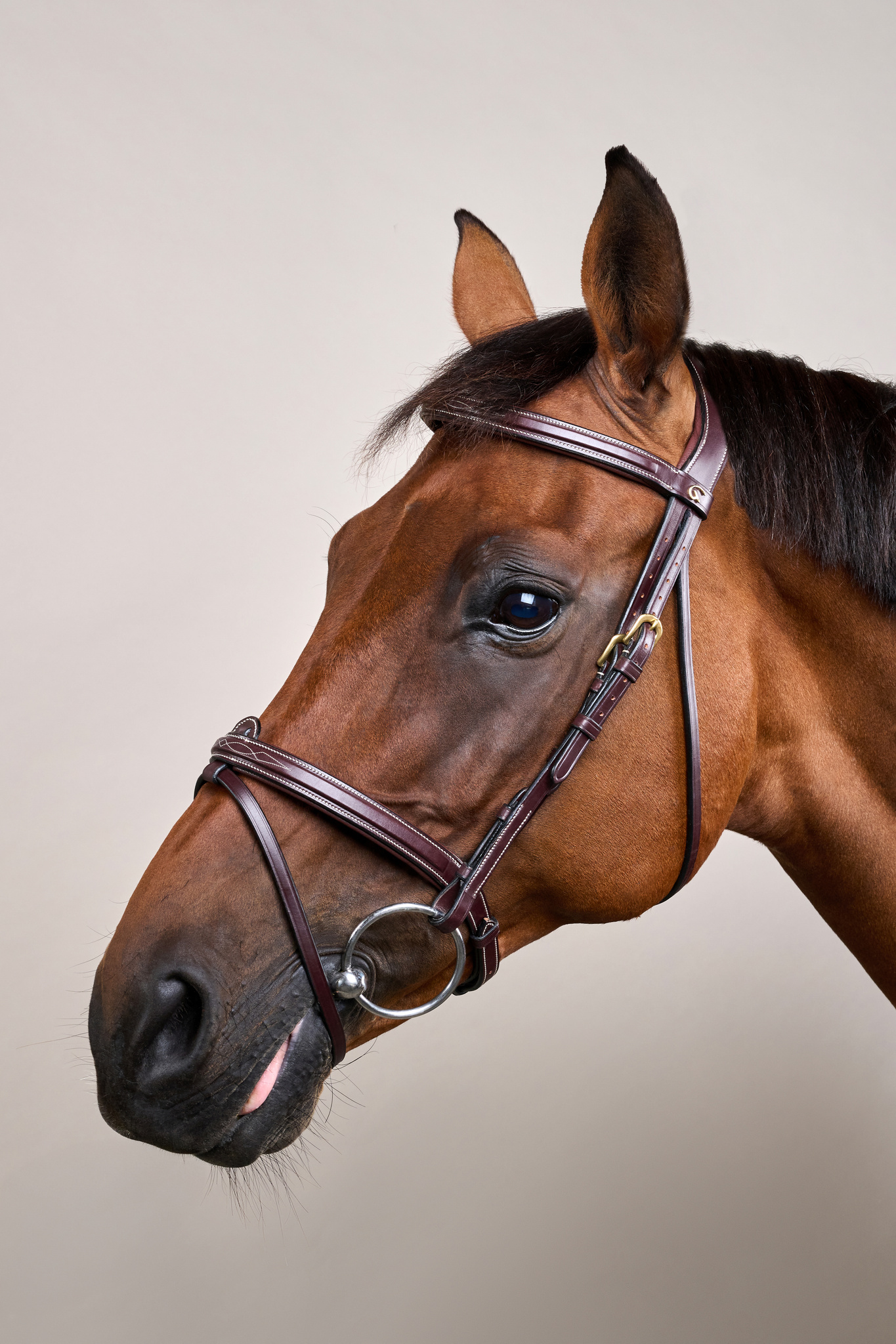 Dyon kamanos Flash Noseband D Collection