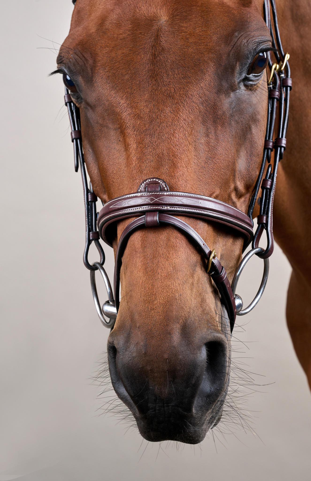 Dyon kamanos Flash Noseband D Collection - Image 8